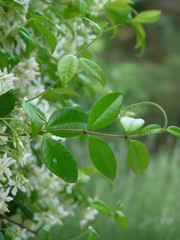 Obraz premium JASMINE FLOWERS 05