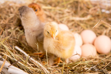 nestling chick. farm chicken.baby