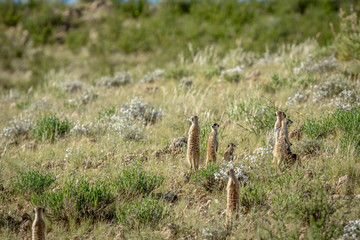 Group of Meerkats on the look out.