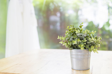 Little tree in aluminium vase on wooden table with clean white curtain and garden background, Concept of  clean living room