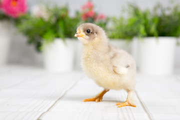 nestling chick. farm chicken.baby
