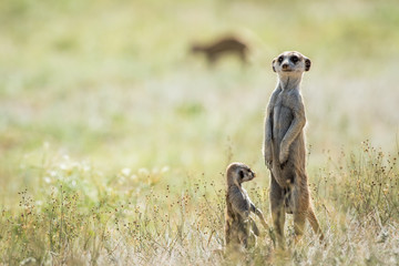 Meerkat on the look out in the Kalagadi.