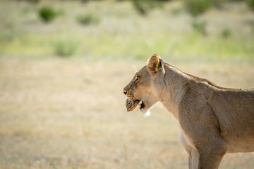 Lioness with Leopard tortoise in the mouth.