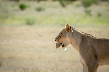 Lioness with Leopard tortoise in the mouth.
