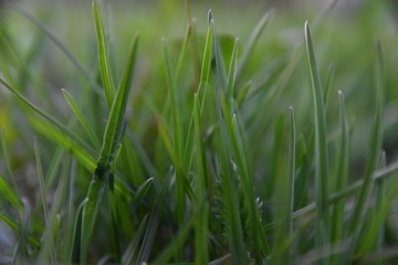 Grass closeup