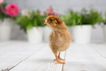 nestling chick. farm chicken.baby