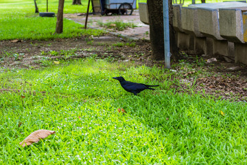タイ・バンコク・ルンピニパーク・野鳥