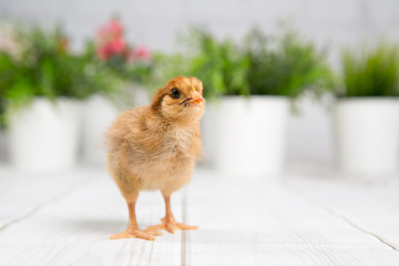 nestling chick. farm chicken.baby