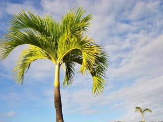 Palm tree with a blue sky and white cloud background
