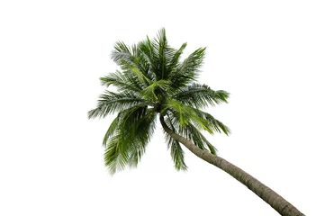 Fotobehang Palmboom Kokospalm geïsoleerd op witte achtergrond