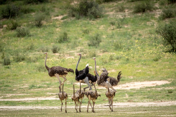 Family of Ostriches in the grass.