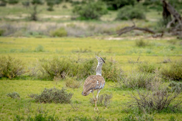 Kori bustard walking in the grass.