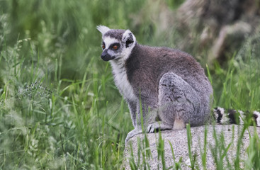 Lemurs are sitting among the green grass