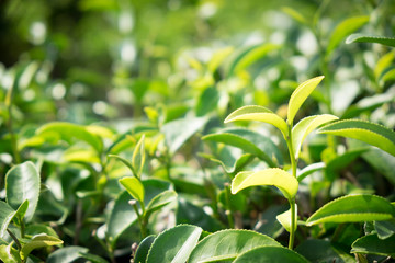 Tea leafs