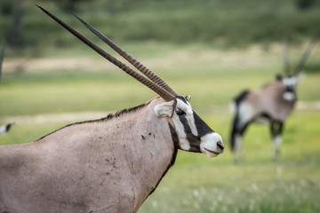 Side profile of a Gemsbok in Kalagadi.