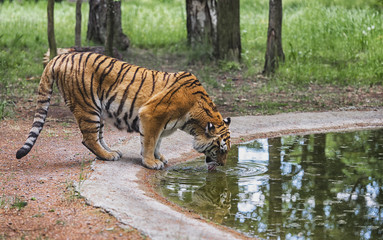 Fototapeta na wymiar Tiger is drinking in the woods