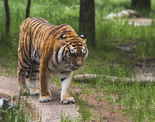 Tiger is walking in the woods
