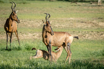 Red hartebeest calf suckling from his mother.