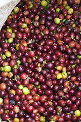 Red bean Coffee beans