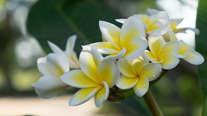 Plumeria