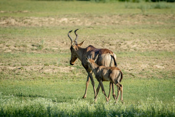 Red hartebeest and calf walking away.