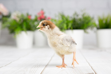 nestling chick. farm chicken.baby