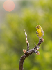 Serinus serinus - Chamariz, in Braga, Minho, Portugal.