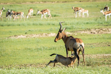 Red hartebeest calf suckling from his mother.
