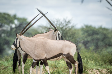 Two Gemsbok standing in the grass.