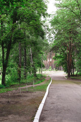 A picturesque path in a coniferous forest