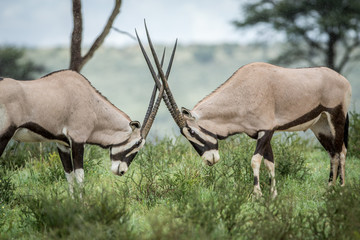 Two Gemsbok fighting in the grass.