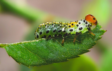 Macro of a caterpillar eats leaf.