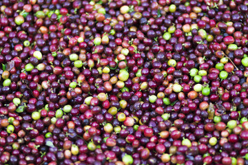 Red bean Coffee beans