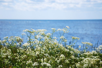 Blossom cow parsley by the coast