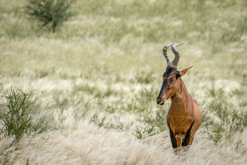 Red hartebeest standing in the high grass.