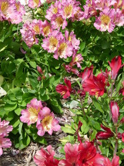 PERUVIAN LILIES 08