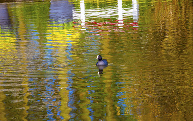 European Coot Duck River Reflection Keukenhoff  Lisse Holland Netherlands