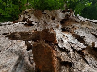 Tree Skin