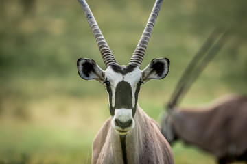Close up of a Gemsbok starring at the camera.