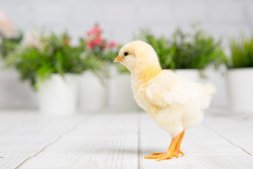 nestling chick. farm chicken.baby