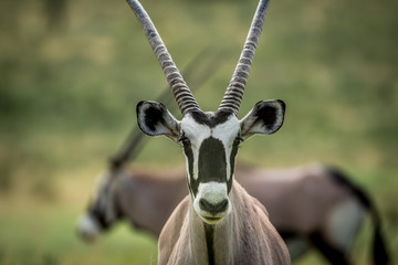 Close up of a Gemsbok starring at the camera.