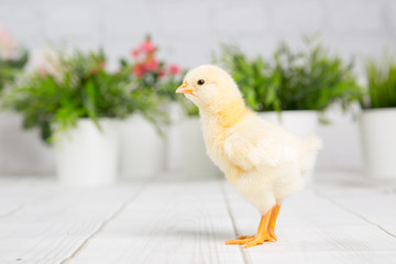 nestling chick. farm chicken.baby