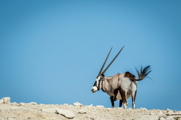 Gemsbok standing on a ridge and looking back.