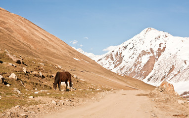 Horse in the meadow - Ushguli - Upper Svaneti, Caucasus mountains, Georgia