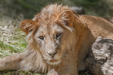 animal young lion lying on the grass