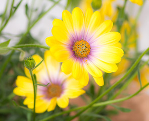 Macro of a yellow osteospermum flower