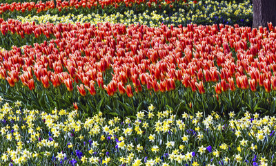  Red Tulips Yellow Daffodils Green Leaves Fields Keukenhoff  Lisse Holland Netherlands