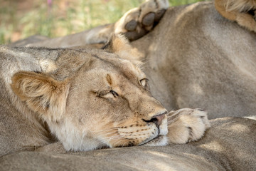 Lion resting on another Lion in the Kalagadi.