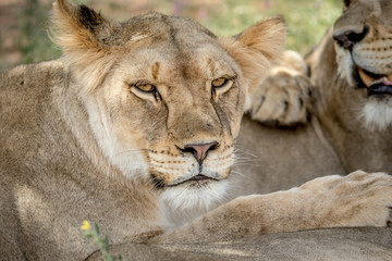Lion starring at the camera in Kalagadi.