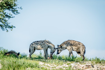 Naklejka na ściany i meble Three Spotted hyenas on a ridge.